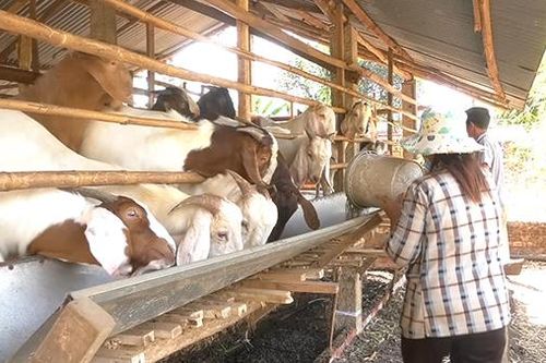 Giá dê rớt kỷ lục