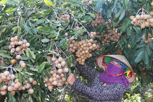 Cây ăn quả 'bén rễ' vùng Đông Trường Sơn