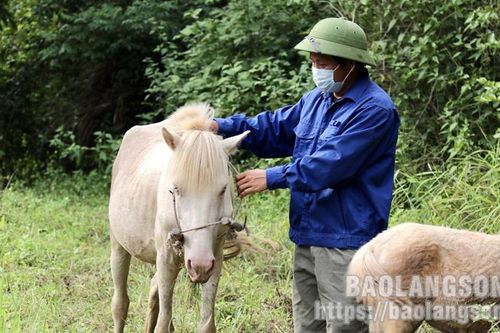 Lộc Bình Phát triển chăn nuôi ngựa theo hướng hàng hóa