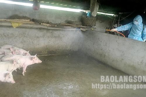 Lộc Bình: Công bố dịch bệnh dịch tả lợn châu Phi