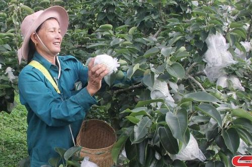 Phiêng Khoài - Mùa lê ngọt