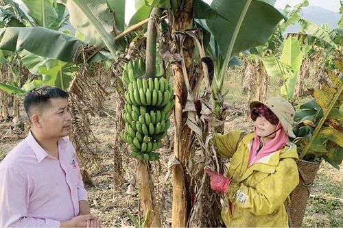 Phát triển nông nghiệp hữu cơ gắn với sản xuất hàng hóa