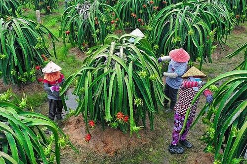 Bắt nhịp thị trường, kinh tế tập thể ở Long An trên đà bứt lên