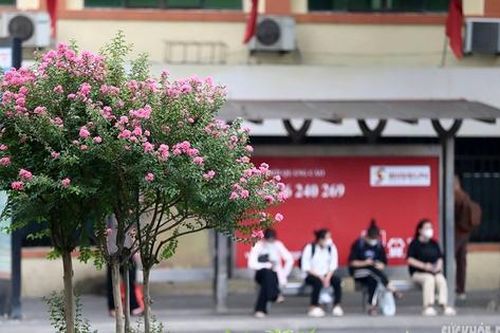 Hoa Tường vi khoe sắc giữa Thủ đô