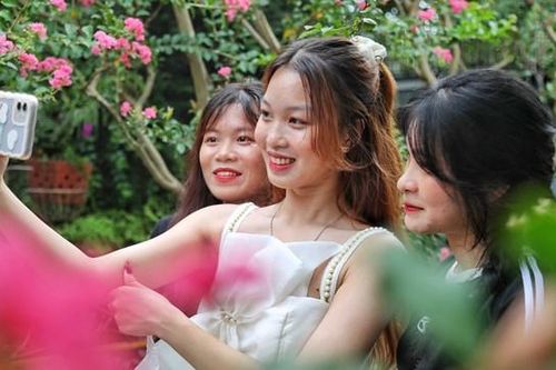 Mùa hoa tường vi nở giới trẻ đua nhau đi chụp ảnh