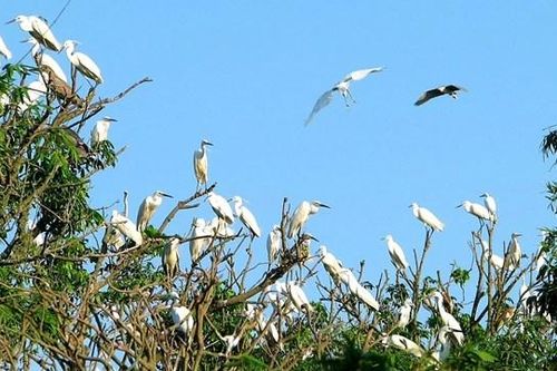Huyền tích Đảo Cò Chi Lăng Nam
