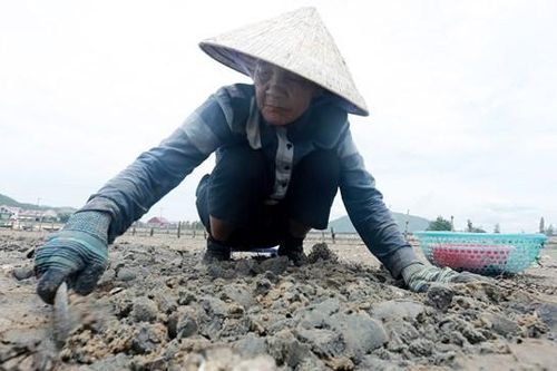 Độc đáo nghề săn 'lộc biển' dưới chân cầu Cửa Nhượng