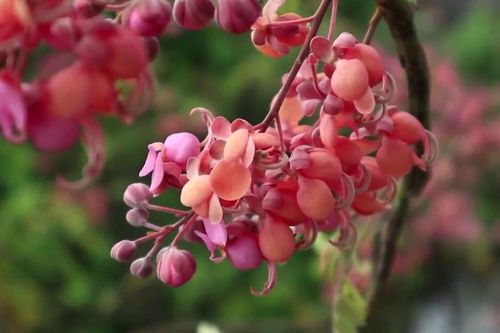 Mùa hoa ô môi ở miền Tây
