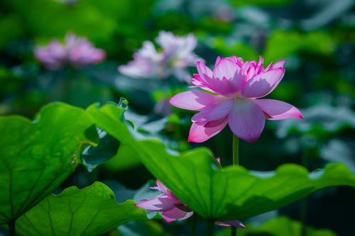 Tản văn 'Trăm cánh sen hồng'
