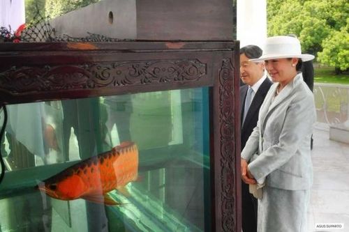 'Ngoại giao cá' làm sâu sắc quan hệ Nhật Bản-Indonesia