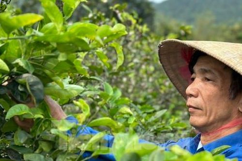 Nghề hái lá cây bán tiền triệu dưới chân núi Thiên Nhẫn