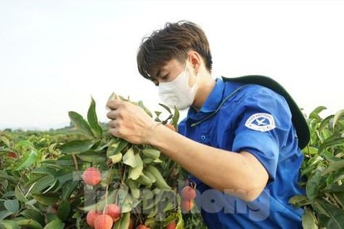 Ghi dấu thanh xuân trên đồi vải chín