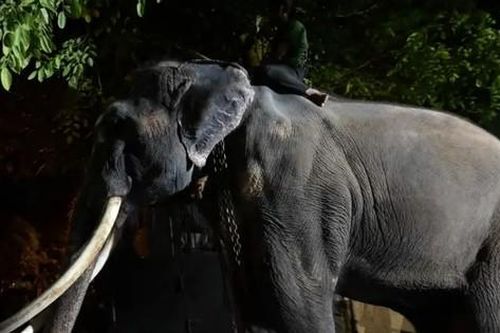 Thái Lan đòi lại con voi bị ngược đãi ở Sri Lanka