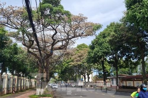 Chuyên gia mổ xẻ việc 180 cây hoa sữa 'lực lưỡng' bỗng héo lá, khô cành