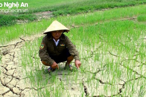 Đồng ruộng nứt nẻ do xâm nhập mặn, nguy cơ lúa chết ngay từ đầu vụ