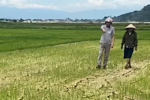 Báo động nguy cơ lúa chết khô vì nước tưới bị xâm nhập mặn