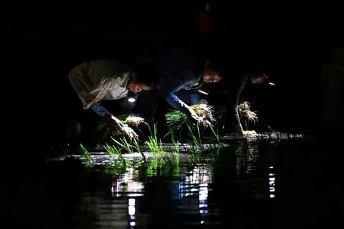 AFP thực hiện phóng sự về cấy lúa ban đêm tại Việt Nam