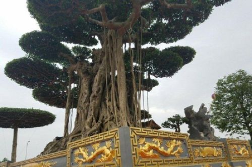 Cận cây sanh 20 tỷ trồng trên chậu dát vàng bằng con xe SH, có tiền chưa chắc đã mua được