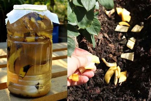 Tự chế 3 loại vỏ bỏ đi thành 'thần dược' bón cây giúp cành lá xum xuê, hoa nở liên tục