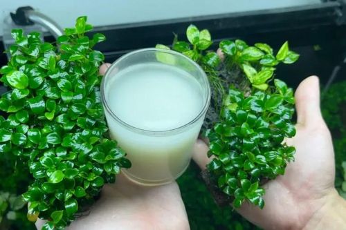 Thêm thứ này vào nước vo gạo để tưới cây, lá xanh tốt, hoa nở quanh năm