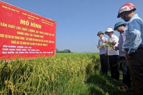 Thanh Hóa xây dựng mô hình sản xuất lúa chất lượng theo chuỗi giá trị hàng hóa