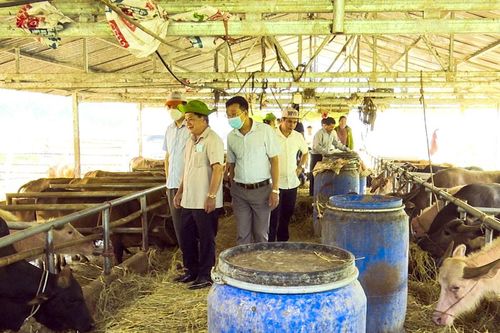 Mở hướng thoát nghèo từ chăn nuôi đại gia súc