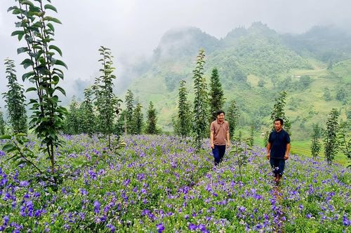 Tỉnh Lào Cai là 1 trong 8 vùng trọng điểm về sản xuất cây dược liệu trong cả nước