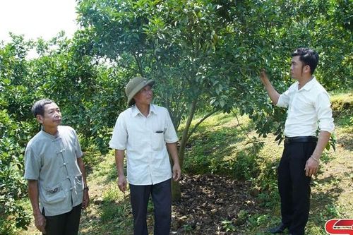 Tân Lang lựa chọn cây trồng tăng thu nhập cho nhân dân