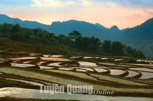 Hồng Thái vào vụ mới