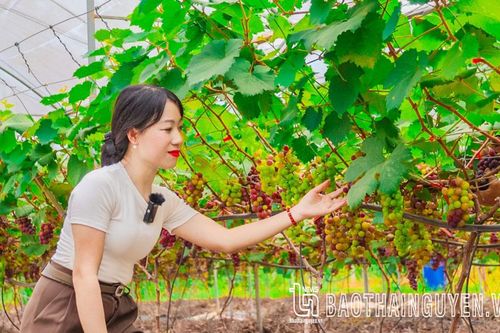 Check-in với nho Hạ Đen