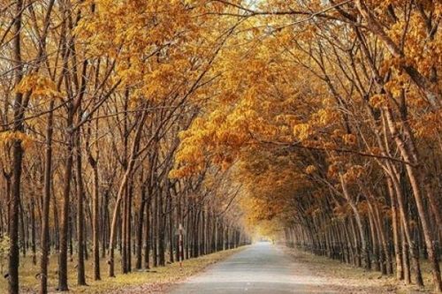 Cao su Đồng Phú đẩy mạnh đầu tư vào bất động sản khu công nghiệp