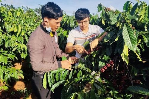 Đồng bào Công giáo ở Đắk Lắk xây dựng vùng chuyên canh sản xuất sạch