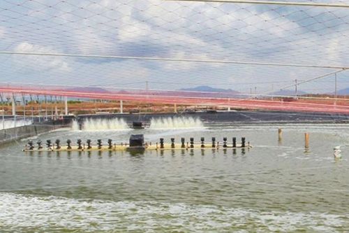 Đầu tư hơn 2.730 tỷ đồng phát triển nuôi trồng thủy sản tại Cà Mau