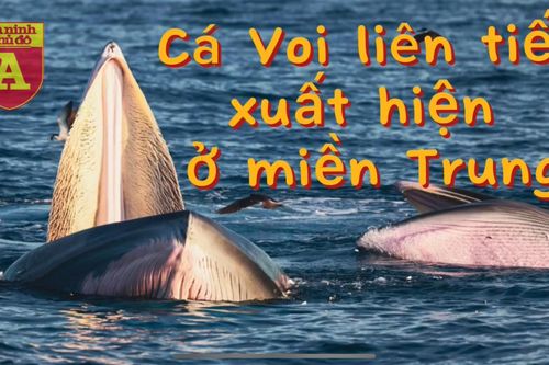 Kỳ thú cá voi liên tiếp xuất hiện ở biển miền Trung