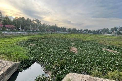Quảng Ngãi: Đầu tư gần 15 tỷ đồng cải tạo hồ điều hòa bị ô nhiễm