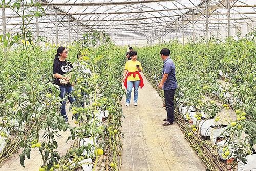 Phát triển nông nghiệp công nghệ cao gắn với du lịch ở Kon Plông