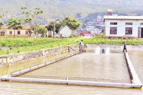 Nuôi cá tầm 'lồng trong ao đất'