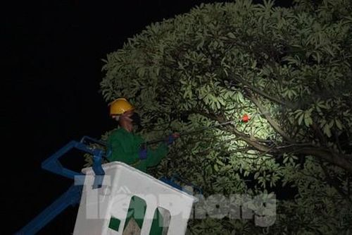Trắng đêm diệt sâu, cứu cây hoa sữa ở thành phố Buôn Ma Thuột