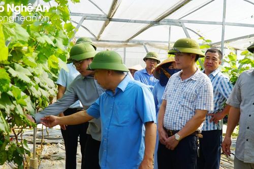Vướng mắc trong thực hiện chính sách hỗ trợ phát triển sản xuất nông nghiệp