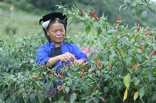 Lạng Sơn hợp tác với khách hàng tiềm năng tiêu thụ ớt quả tươi