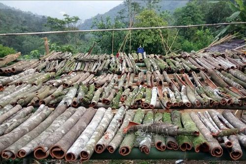 Xây dựng 'Trà My - Cao Sơn Ngọc Quế' thành sản phẩm du lịch độc đáo