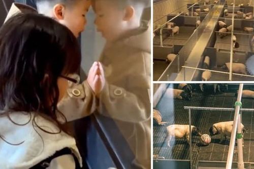 Giống lợn cực hiếm có thể ngắm từ phòng khách sạn