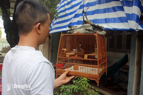 Săn bẫy chim tự nhiên cũng cần tuân thủ pháp luật