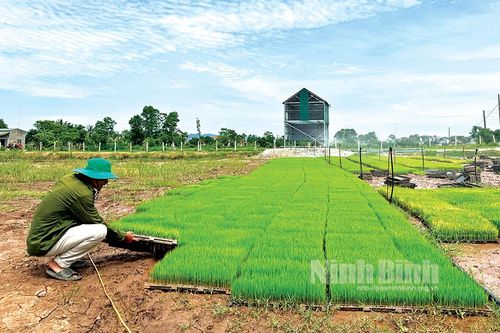 Các địa phương mở rộng diện tích lúa cấy