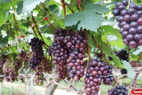 Mô hình trồng nho Hạ Đen ở Mai Sơn