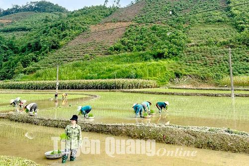 Khẩn trương gieo cấy lúa mùa trong khung thời vụ