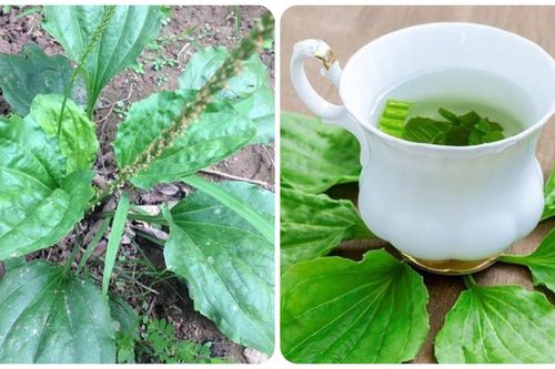 Chuyên gia Đông y hướng dẫn cách sử dụng cây bông mã đề