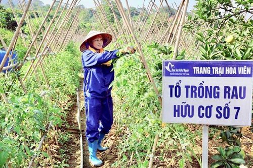 Nhân rộng vùng nông nghiệp hữu cơ