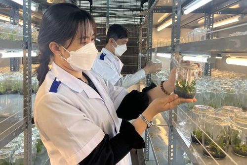 Tăng cường quản lý chất lượng giống cây ăn quả