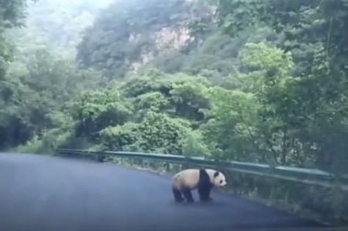 Tài xế thích thú khi bắt gặp gấu trúc lang thang trên đường